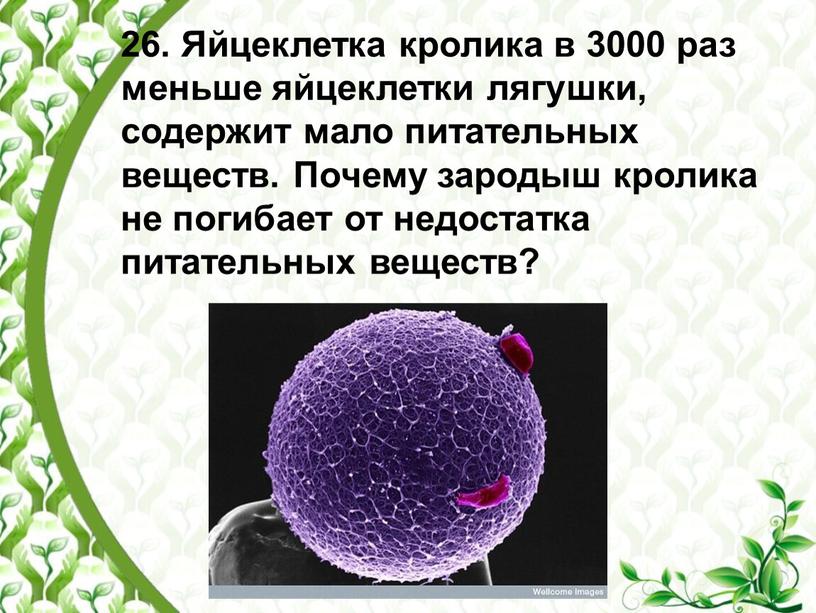 Яйцеклетка кролика в 3000 раз меньше яйцеклетки лягушки, содержит мало питательных веществ