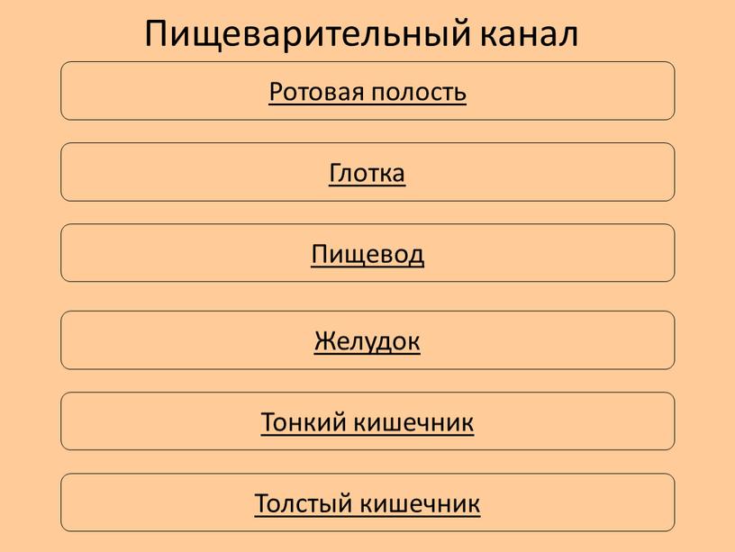 Пищеварительный канал человека пищевод биоценоз