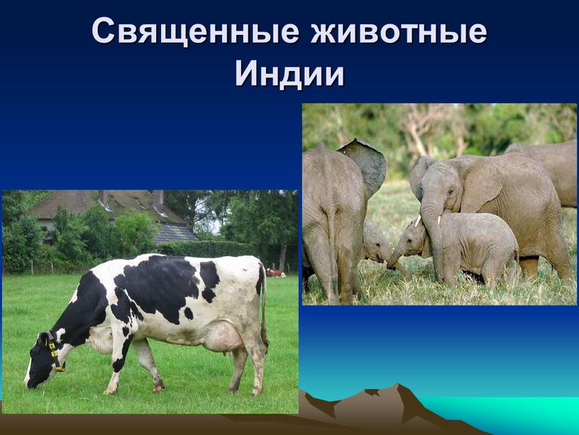 Священные животные Индии