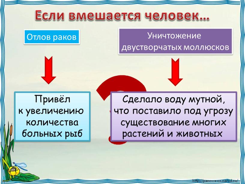 Если вмешается человек… Отлов раков