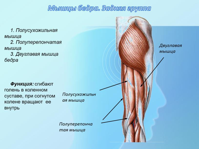 Мышцы бедра. Задняя группа 1. Полусухожильная мышца 2