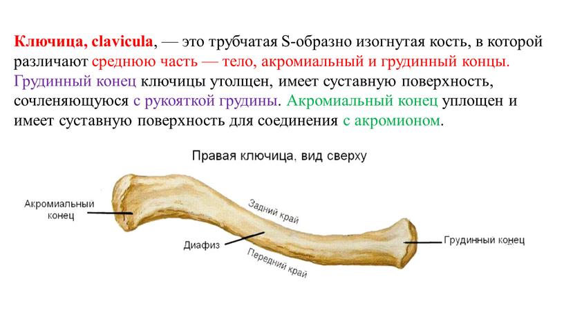 Ключица, clavicula , — это трубчатая