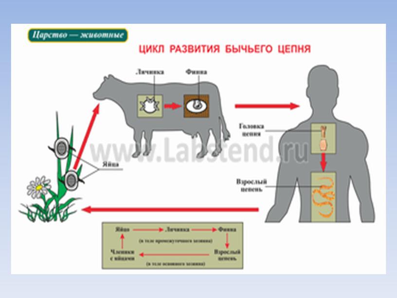 Презентация по биологии на тему "Паразитические плоские черви" (7класс)