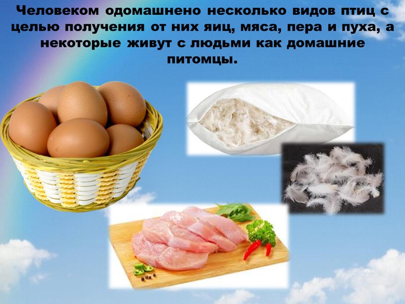Человеком одомашнено несколько видов птиц с целью получения от них яиц, мяса, пера и пуха, а некоторые живут с людьми как домашние питомцы