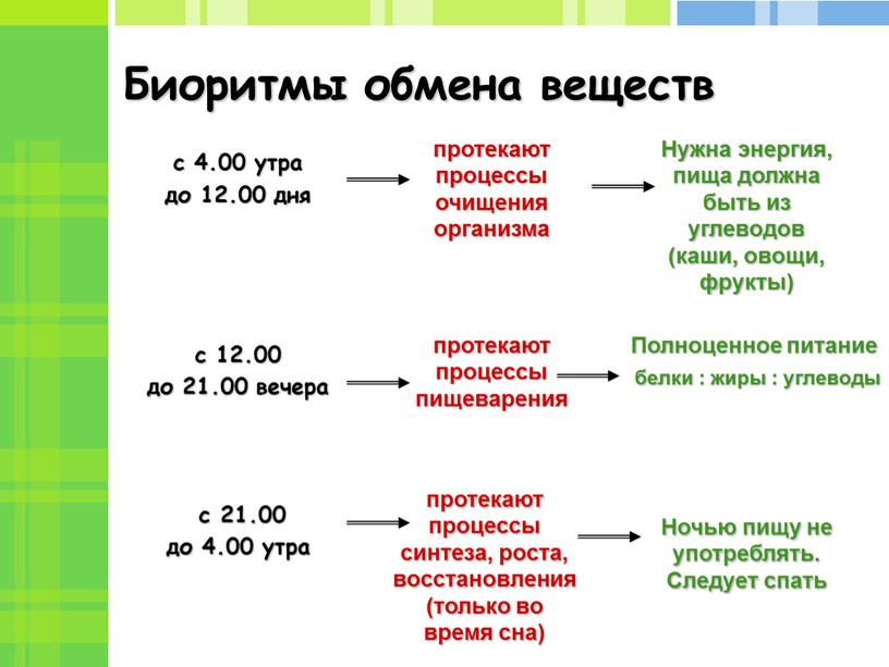 Биоритмы обмена веществ с 4.00 утра до 12