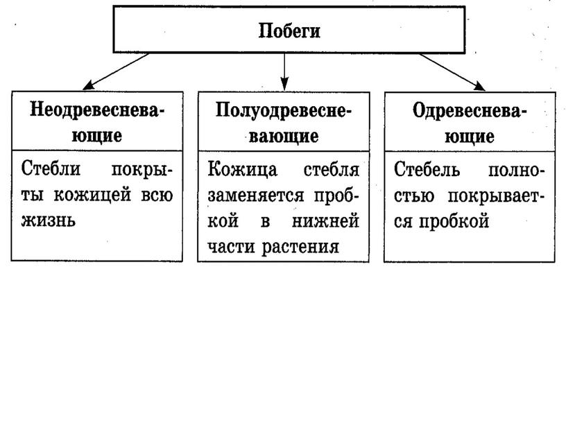 Царства растений