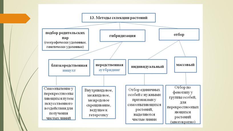 Презентация по теме "Селекция"