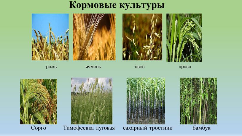 Сорго Тимофеевка луговая сахарный тростник бамбук рожь ячмень овес просо