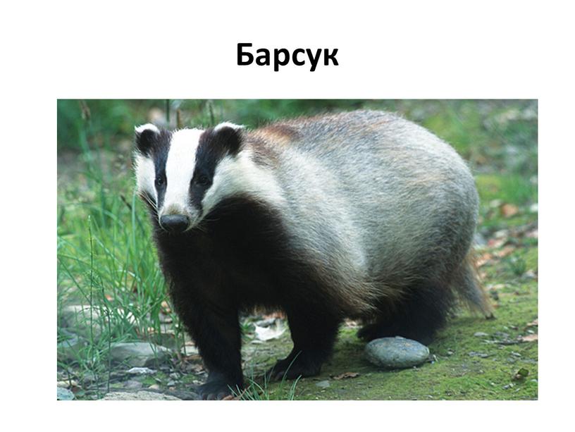 Барсук