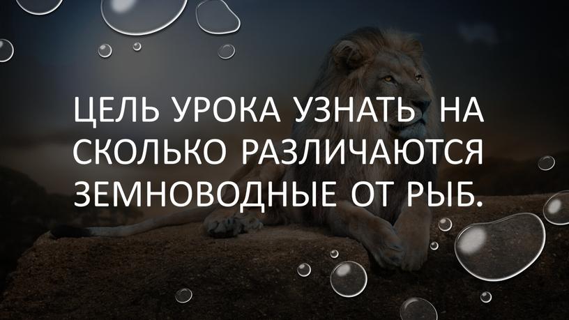 Цель урока узнать на сколько различаются земноводные от рыб