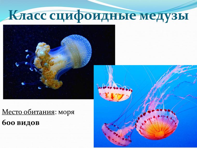 Класс сцифоидные медузы Место обитания : моря 600 видов