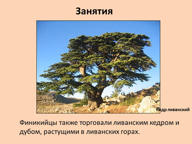 Занятия Финикийцы также торговали ливанским кедром и дубом, растущими в ливанских горах