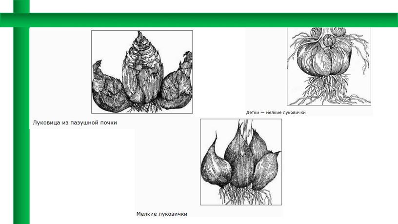 Ботаническое описание луковиц