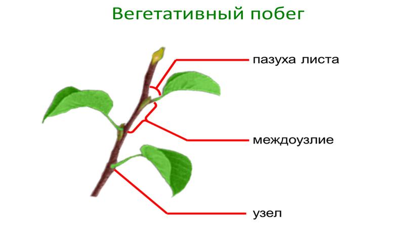 Размножение и оплодотворение растений. Вегетативное размножение