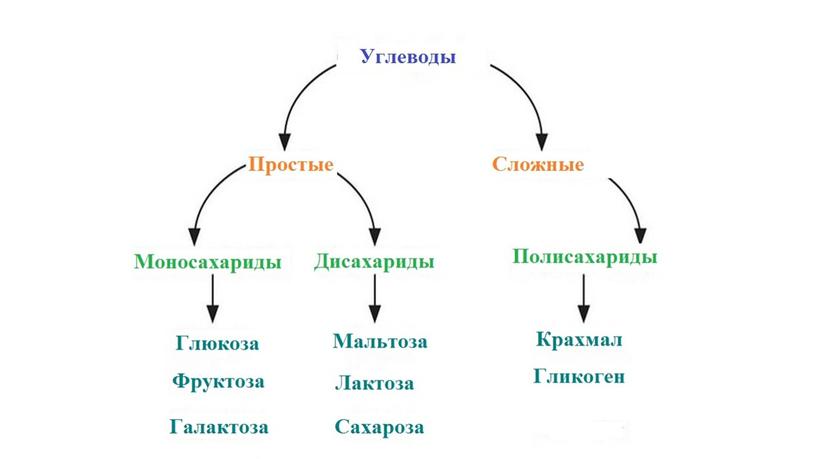 Презентация по теме обмен веществ