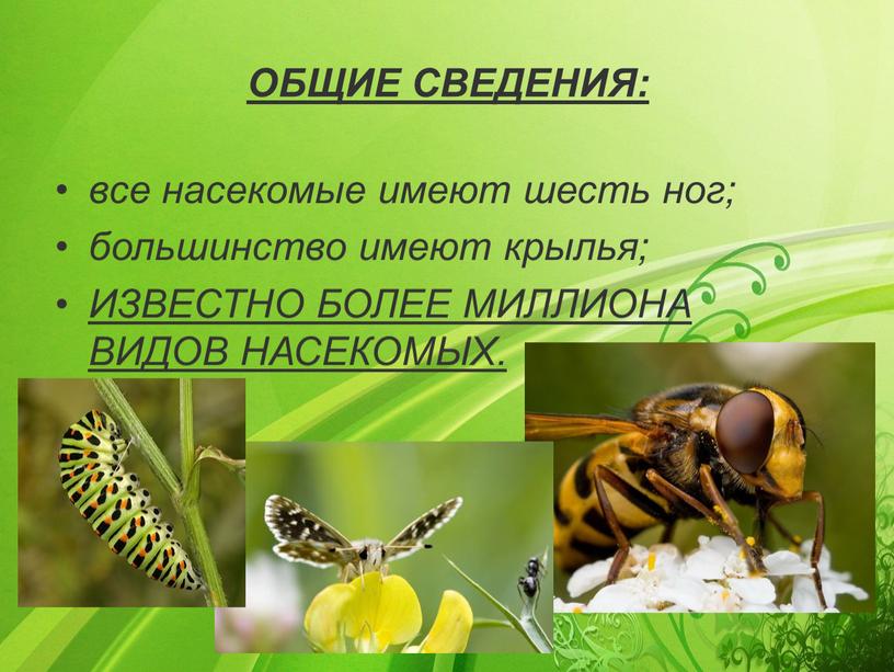 ОБЩИЕ СВЕДЕНИЯ: все насекомые имеют шесть ног; большинство имеют крылья;