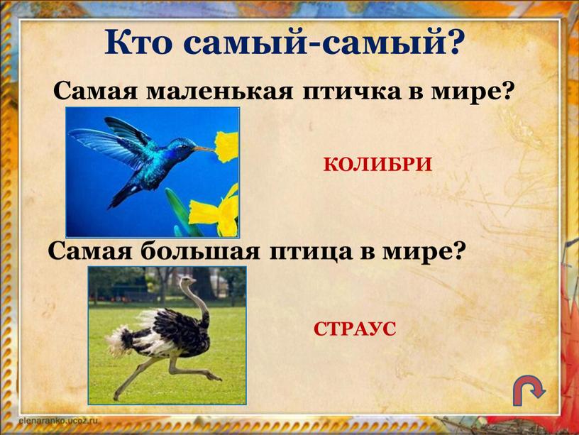 Кто самый-самый? Самая маленькая птичка в мире?