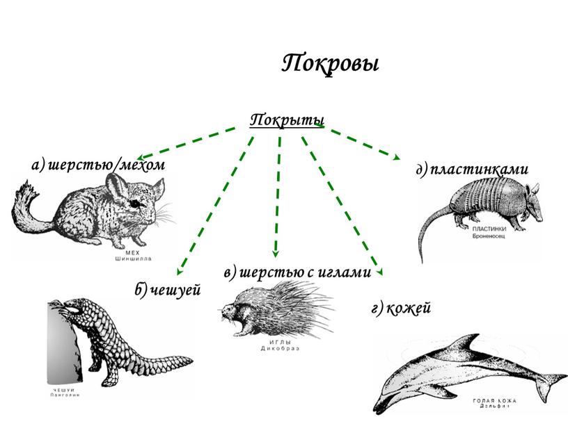 Покровы Покрыты а) шерстью/мехом б) чешуей в) шерстью с иглами г) кожей д) пластинками