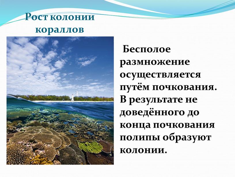 Рост колонии кораллов Бесполое размножение осуществляется путём почкования