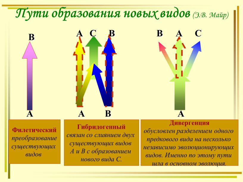 Пути образования новых видов (Э