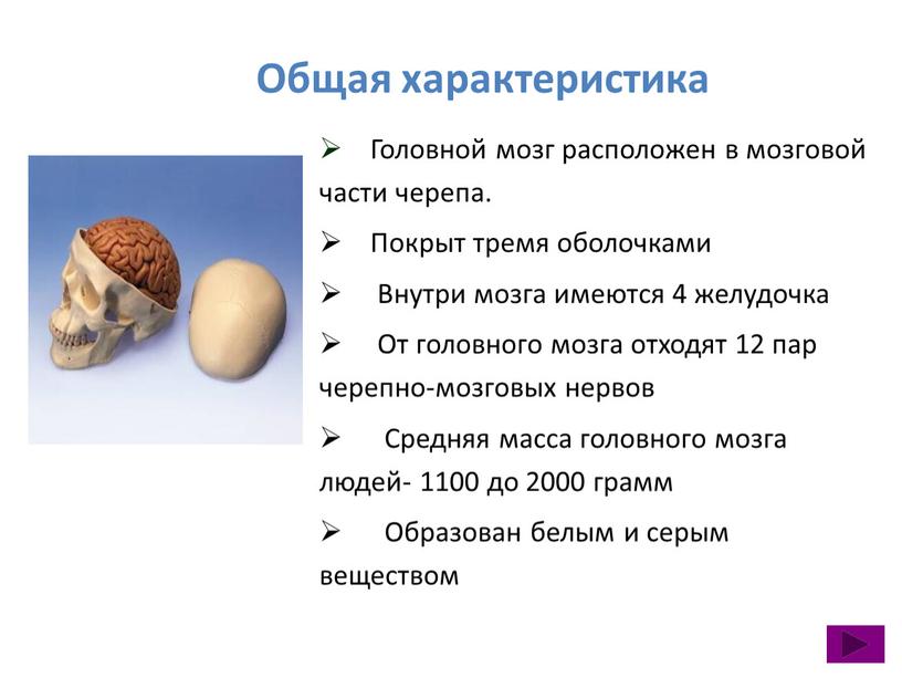 Общая характеристика Головной мозг расположен в мозговой части черепа