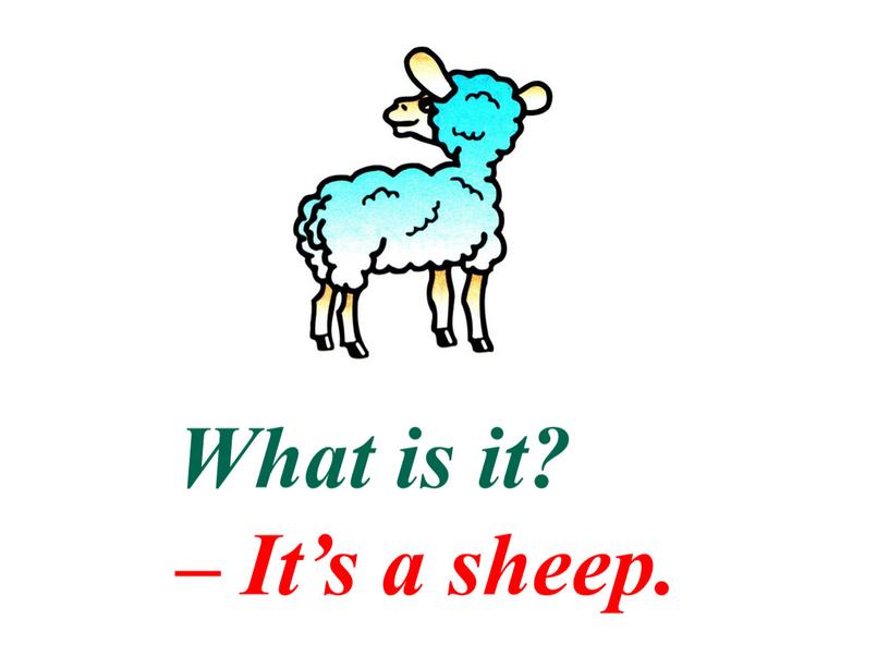 What is it? – It’s a sheep.