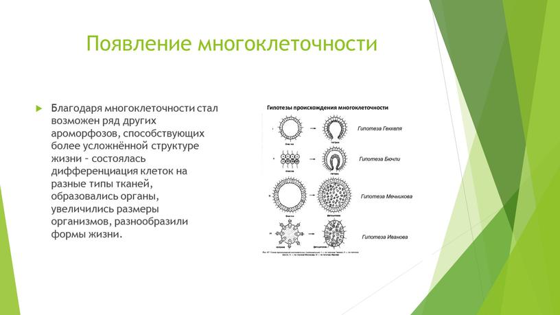 Появление многоклеточности Благодаря многоклеточности стал возможен ряд других ароморфозов, способствующих более усложнённой структуре жизни – состоялась дифференциация клеток на разные типы тканей, образовались органы, увеличились…