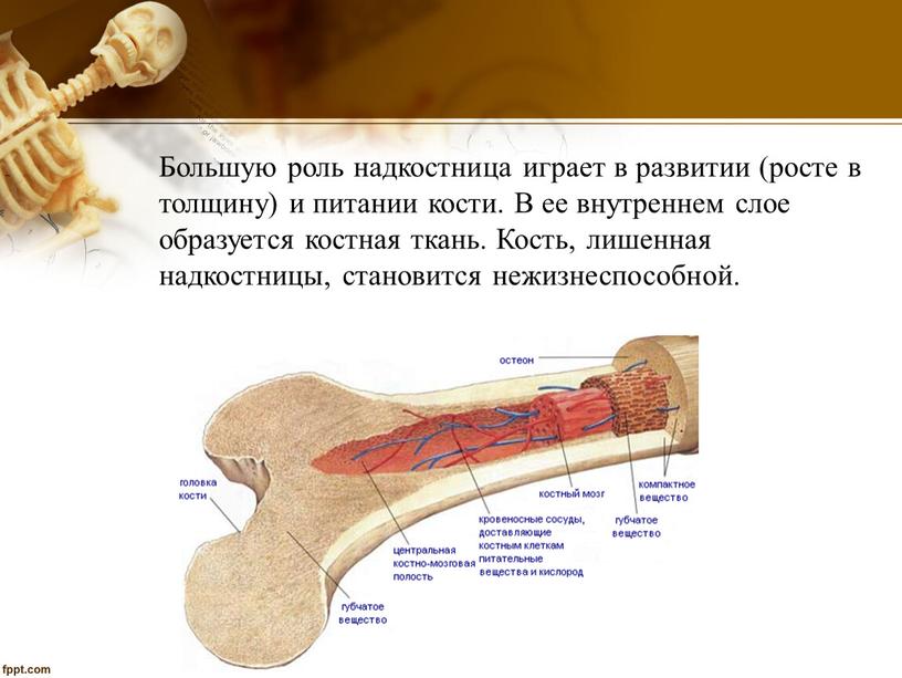 Большую роль надкостница играет в развитии (росте в толщину) и питании кости