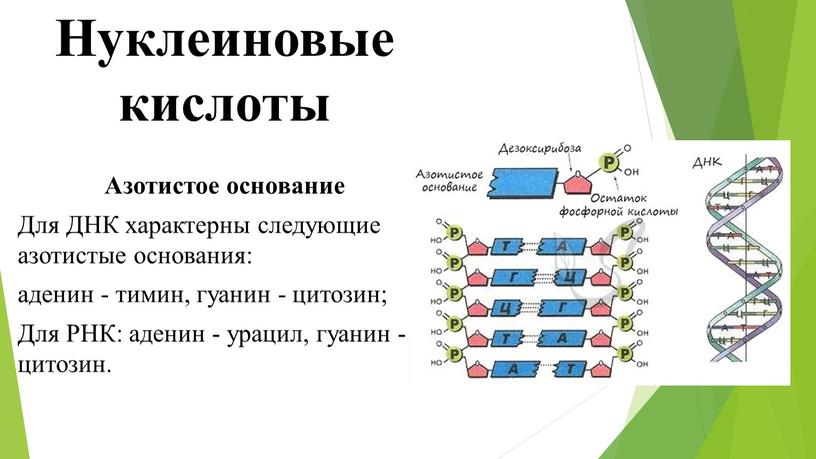 Нуклеиновые кислоты Азотистое основание