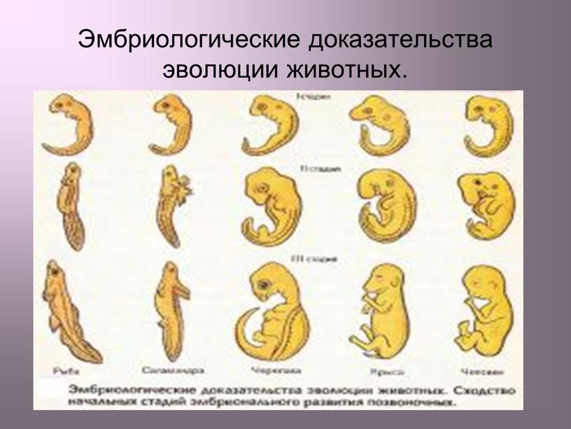 Эмбриологические доказательства эволюции животных