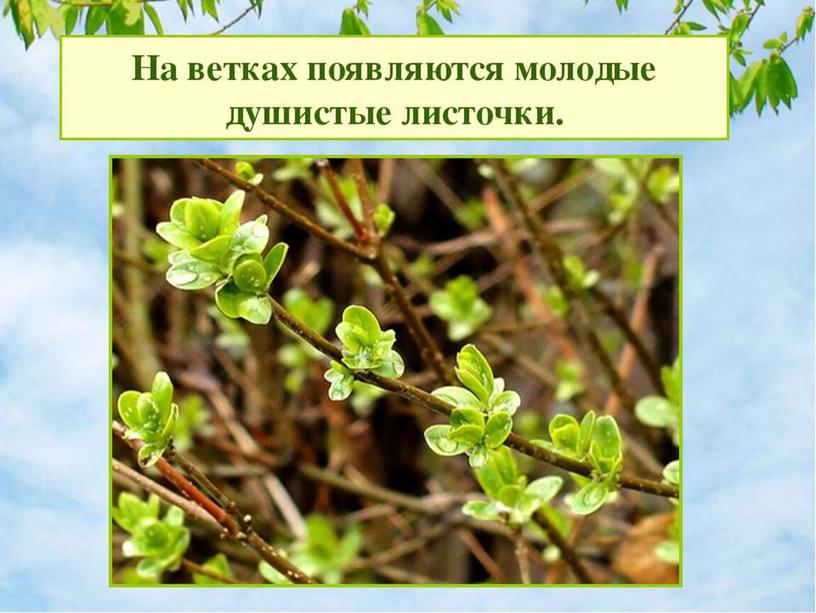 Презентация: "Весна пришла".
