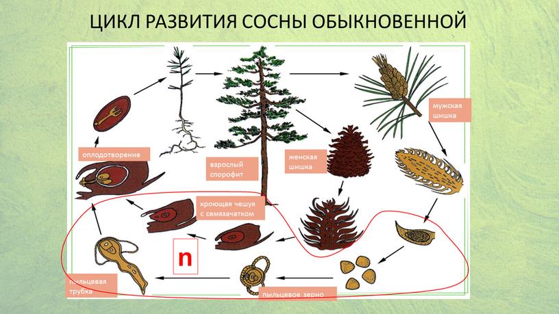 Цикл развития сосны обыкновенной взрослый спорофит мужская шишка женская шишка пыльцевое зерно пыльцевая трубка кроющая чешуя с семязачатком оплодотворение n 2n