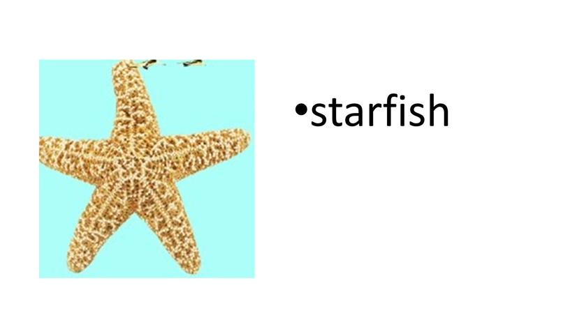 starfish