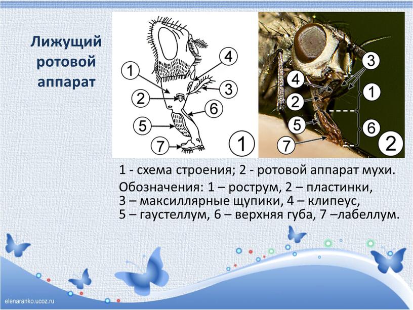 Лижущий ротовой аппарат 1 - схема строения; 2 - ротовой аппарат мухи