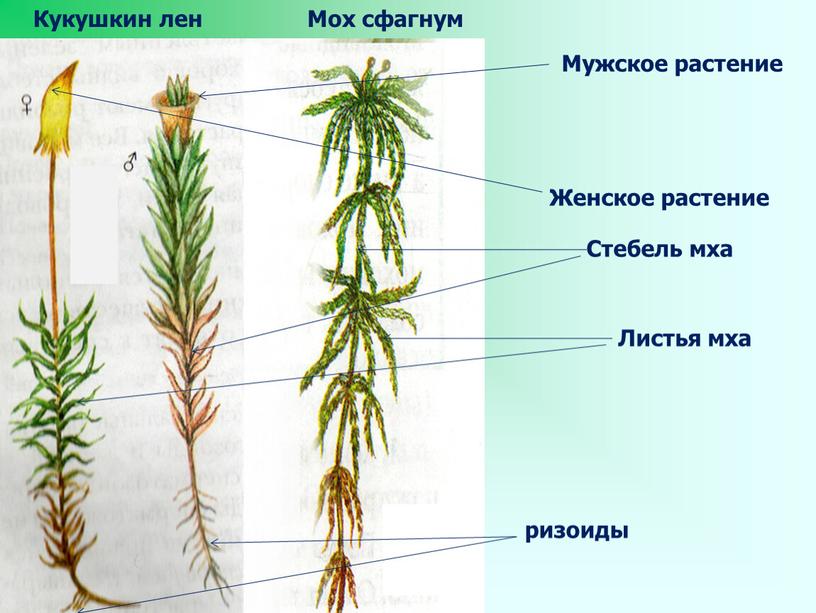 Мох сфагнум Кукушкин лен Мужское растение