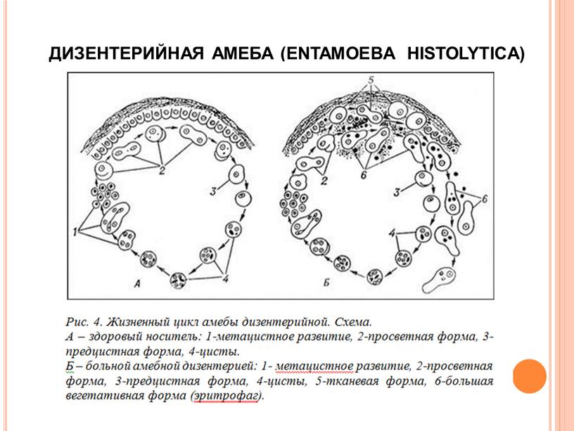 ДИЗЕНТЕРИЙНАЯ АМЕБА (ENTAMOEBA