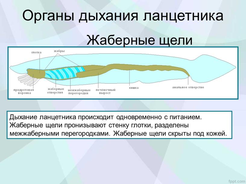 Органы дыхания ланцетника Дыхание ланцетника происходит одновременно с питанием