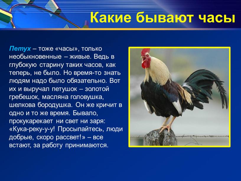 Какие бывают часы Петух – тоже «часы», только необыкновенные – живые