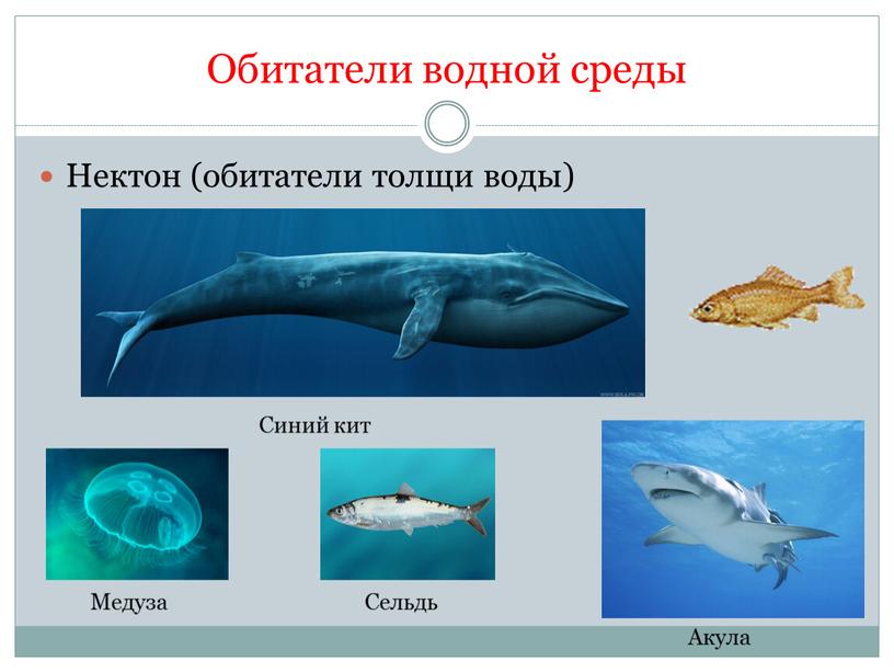 Обитатели водной среды Нектон (обитатели толщи воды)