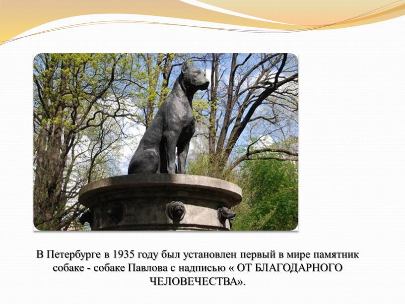 В Петербурге в 1935 году был установлен первый в мире памятник собаке - собаке