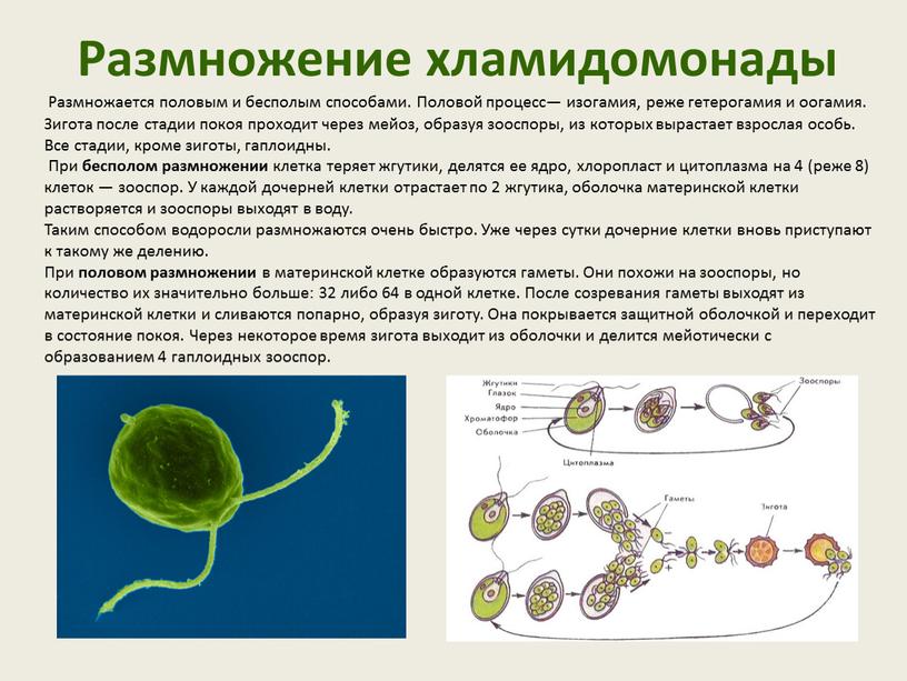 Размножение хламидомонады Размножается половым и бесполым способами