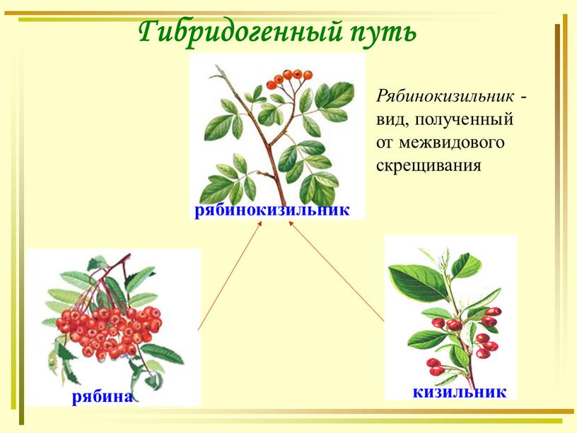 Гибридогенный путь рябинокизильник рябина кизильник