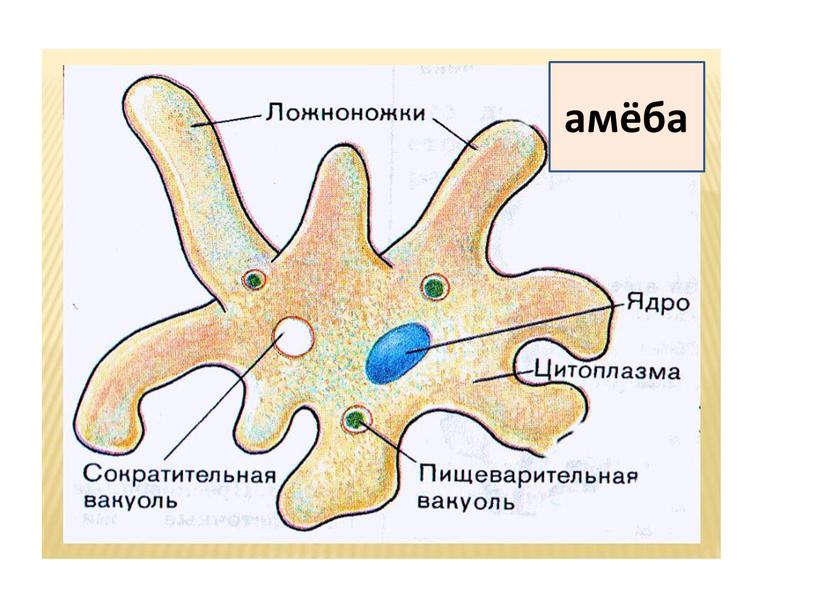 амёба