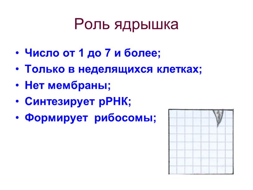 Роль ядрышка Число от 1 до 7 и более;