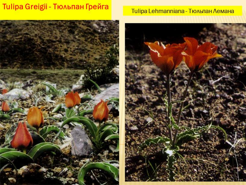 Tulipa Greigii - Тюльпан Грейга