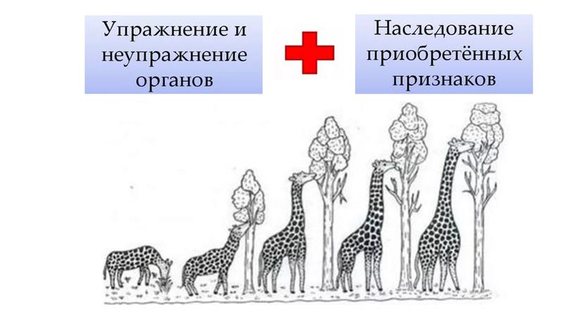 Презентация 9 класс "Дарвин - основоположник учения об эволюции"