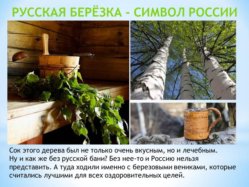 Сок этого дерева был не только очень вкусным, но и лечебным