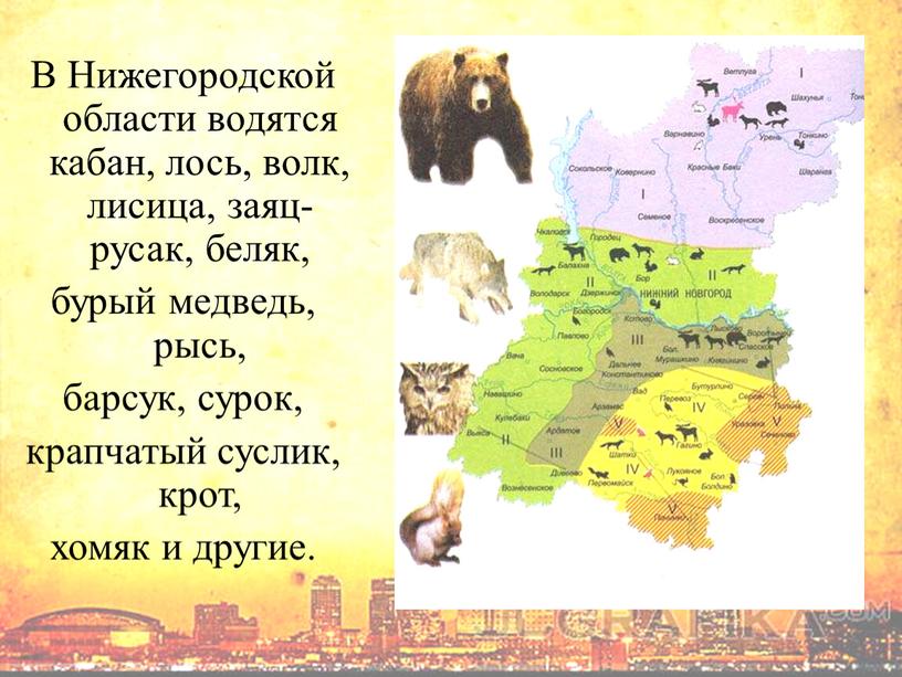 В Нижегородской области водятся кабан, лось, волк, лисица, заяц-русак, беляк, бурый медведь, рысь, барсук, сурок, крапчатый суслик, крот, хомяк и другие