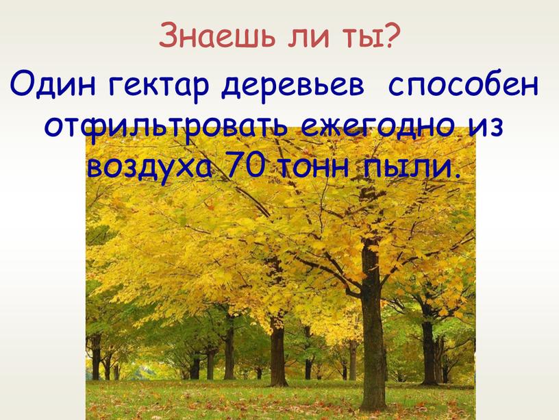 Знаешь ли ты? Один гектар деревьев способен отфильтровать ежегодно из воздуха 70 тонн пыли