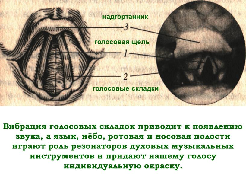 Вибрация голосовых складок приводит к появлению звука, а язык, нёбо, ротовая и носовая полости играют роль резонаторов духовых музыкальных инструментов и придают нашему голосу индивидуальную…